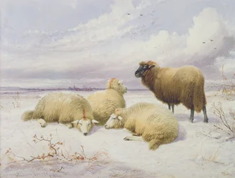 Moutons dans la Neige